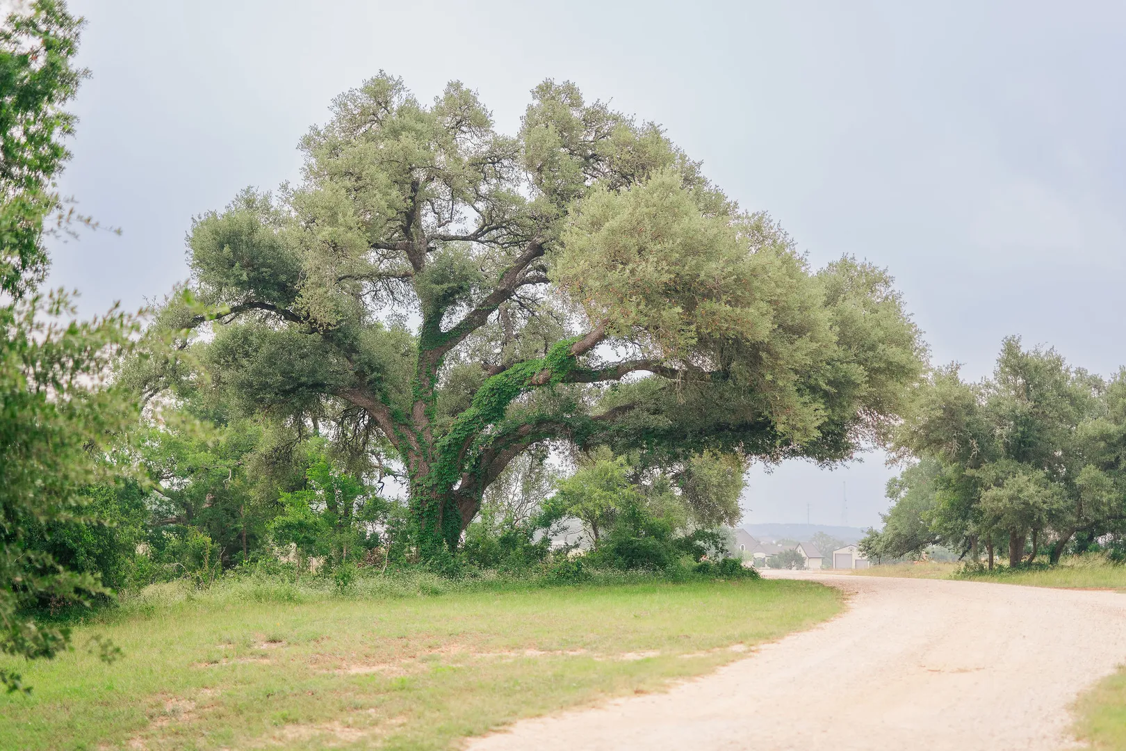 Dirt road with a tree